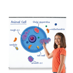 [과학쌤이오] 어린이 자연 관찰 마그네틱 동물 세포