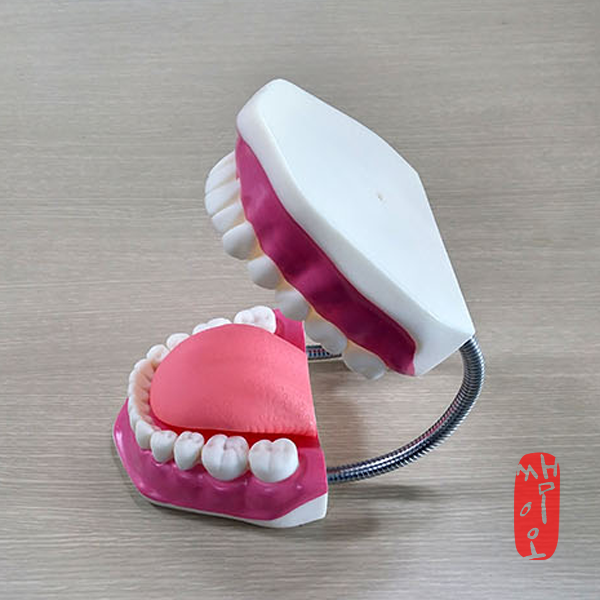[과학쌤이오] 치아의 구조와 명칭 학습 대형 치아모형