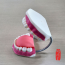 [과학쌤이오] 치아의 구조와 명칭 학습 소형 치아모형
