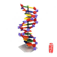 [과학쌤이오] 분해 조립식 DNA 모형세트 12염기쌍