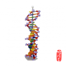 [과학쌤이오] 분해 조립식 DNA 모형세트 22 염기쌍