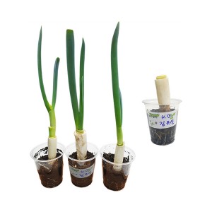 [과학쌤이오] 식물의 재생 관찰 파 뿌리 실험 5인용