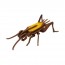 [과학쌤이오] 입체 곤충 퍼즐 만들기 귀뚜라미