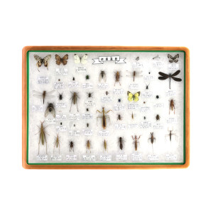 곤충 표본 상자 45종