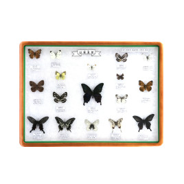 나비 표본 상자