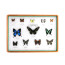 세계의 나비 표본 상자