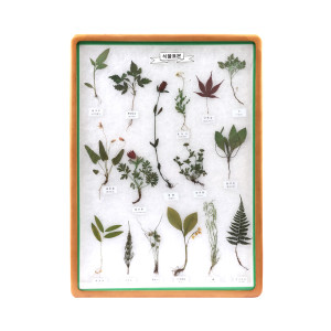 식물 표본 상자 15종