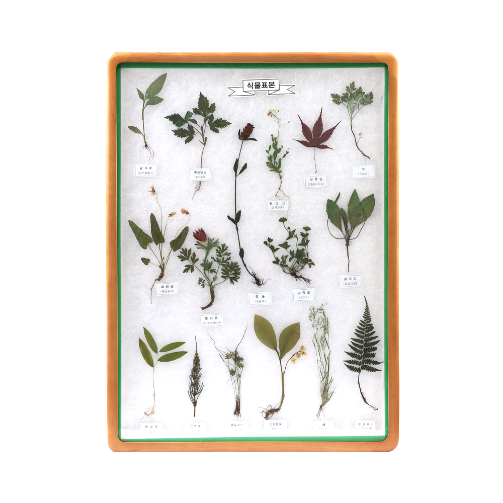 식물 표본 상자 15종