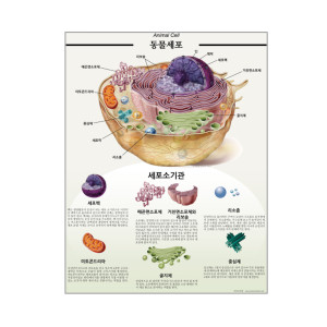 [과학쌤이오] 사진으로 출력한 고화질 동물세포 식물세포 포스터