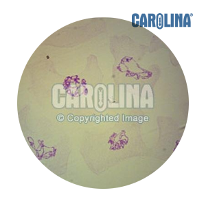 [과학쌤이오] 생명과학 초파리 침샘 염색체 슬라이드
