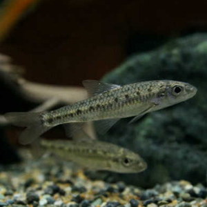 [과학쌤이오] 초등과학 생물관찰 토종 물고기 점몰개