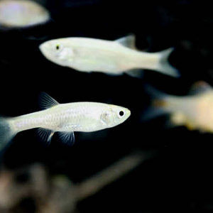 [과학쌤이오] 초등과학 생물관찰 토종 물고기 왜몰개