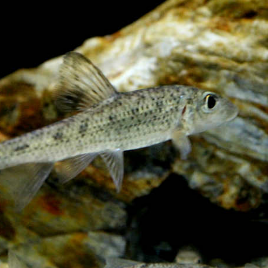 [과학쌤이오] 초등과학 생물관찰 토종 물고기 참마자