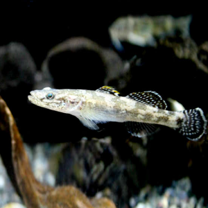 [과학쌤이오] 초등과학 생물관찰 토종 물고기 꾹저구