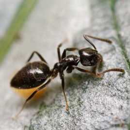 [과학쌤이오] 초등과학 곤충관찰 개미