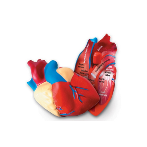 [과학쌤이오] 생물모형 인체심장 단면모형