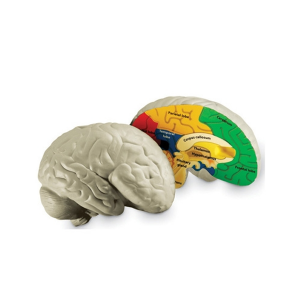 [과학쌤이오] 생물모형 인체 뇌 단면모형