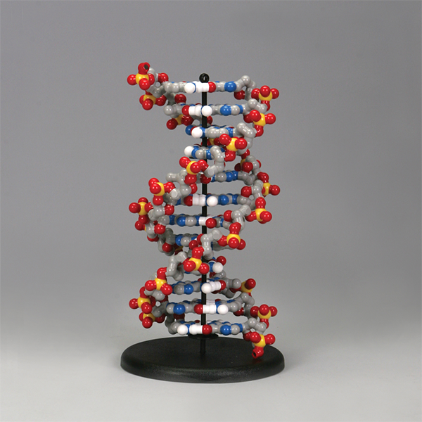 [과학쌤이오] 유전발생 실험 DNA 분자모형 모델