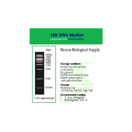 [과학쌤이오] 분자생물학 실험 DNA Marker (Ladder)