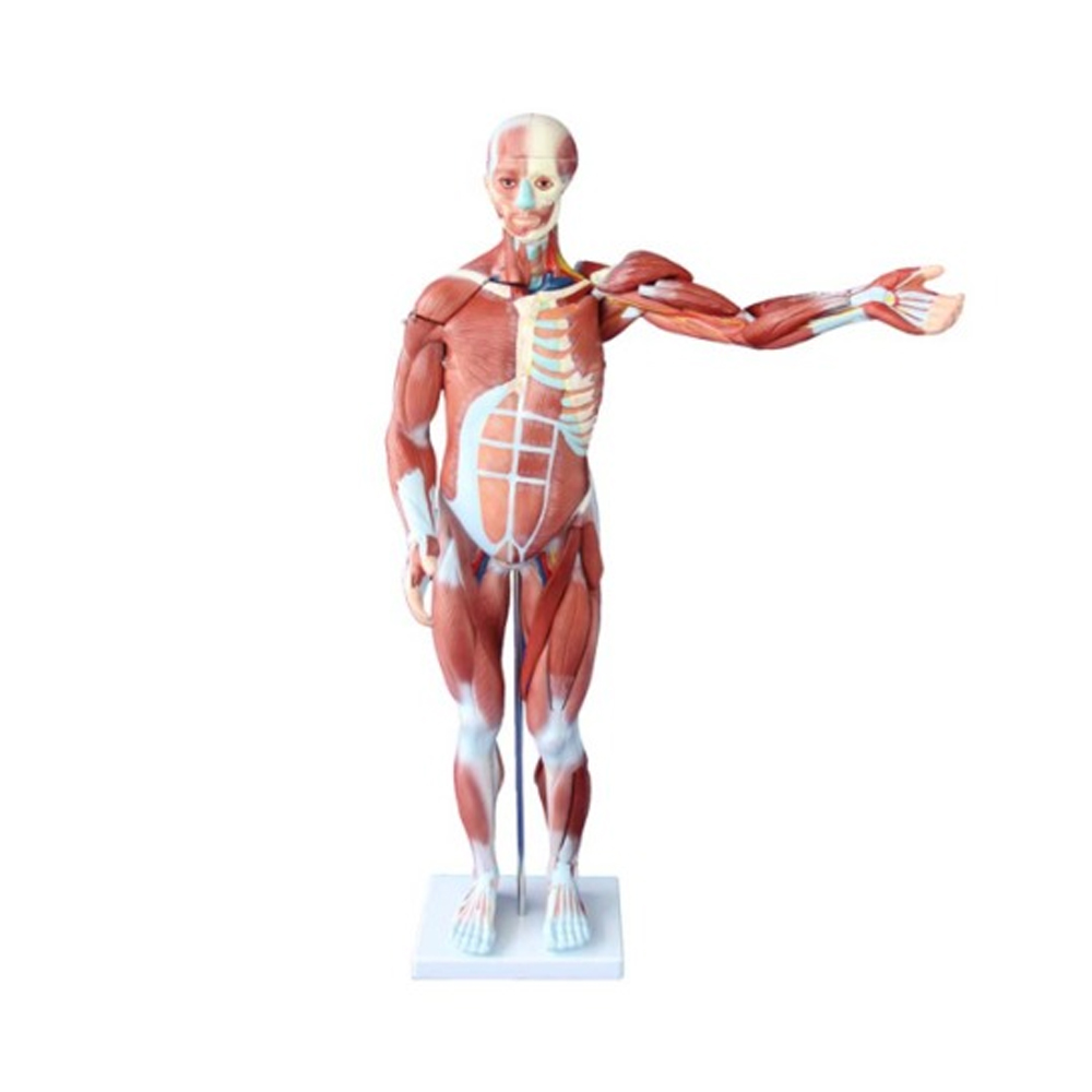 [과학쌤이오] 인체 전신 근육 모형 80cm 27분리 334