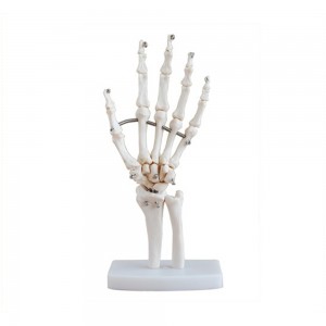 [과학쌤이오] 인체 관절 보건 교육용 손골격 모형 114