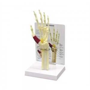 [과학쌤이오] 인체 관절 교육 손골격 인대 모형 G192