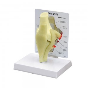 [과학쌤이오] 인체 골격 근육 무릎 관절 모형 G100