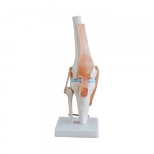 [과학쌤이오] 인체 골격 근육 무릎 관절 모형 111