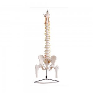 [과학쌤이오] 인체 골격 교육 척추 대퇴골 모형 126