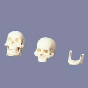 [과학쌤이오] 인체 골격 미니 두개골 모형 GD0130