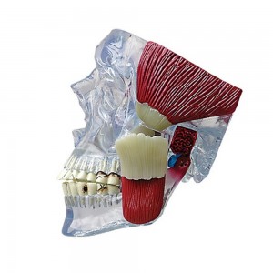 [과학쌤이오] 인체 골격 교육 두개골 TMJ 모델 G288