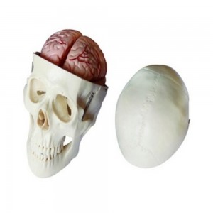[과학쌤이오] 인체 골격 두개골 뇌포함 모형 104E