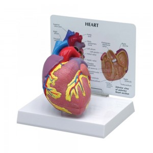 [과학쌤이오] 인체 장기 혈관 심장 모형 2분리 G250