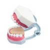 [과학쌤이오] 인체 골격 교육 치아관리 실습모형 403B