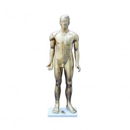 [과학쌤이오] 인체 한방 침술 모형 동인형 85cm 502C