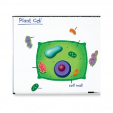 [프리스쿨쌤이오] STEAM 생물 학습 교구 자석 식물 세포