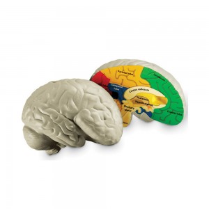 [프리스쿨쌤이오] STEAM 학습 준비 인체 모형 뇌 단면