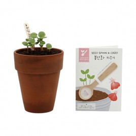 [쌤이오] 식물 기르기 씨드스푼 봉선화