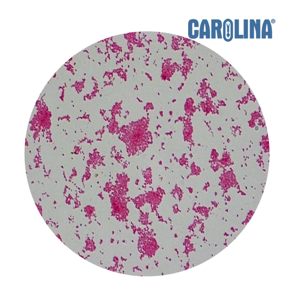 [과학쌤이오] 생명과학 구균 Coccus 미생물 슬라이드