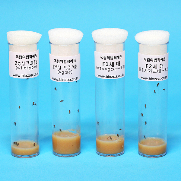 [과학쌤이오] 유전발생 초파리 독립의 법칙 관찰세트