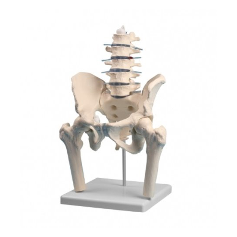 [과학쌤이오] 인체 골격 요추 골반 대퇴골 모형 4045